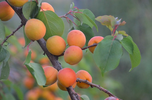 meruňky na stromě.jpg