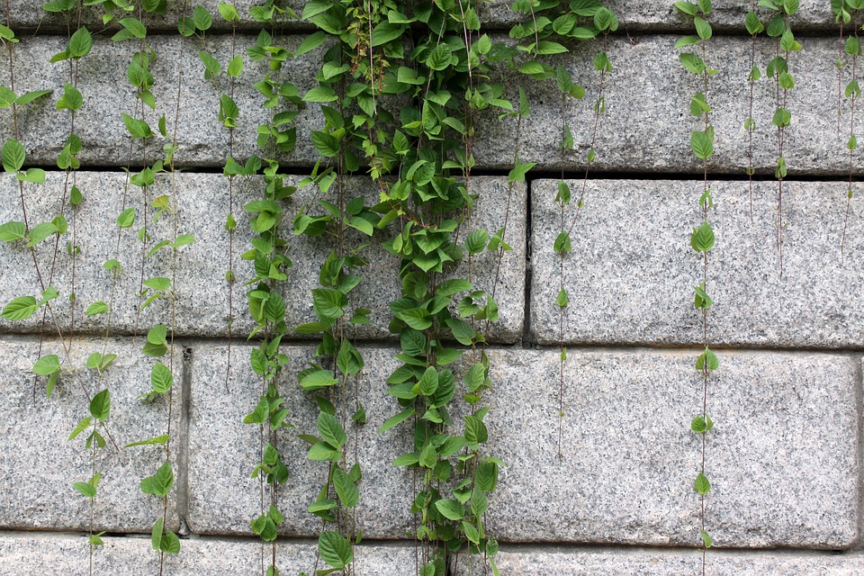 popínavé rostliny na zdi